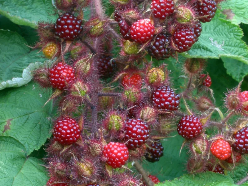 Japanese Wineberry (Rubus phoenicolasius) growing in a UK garden