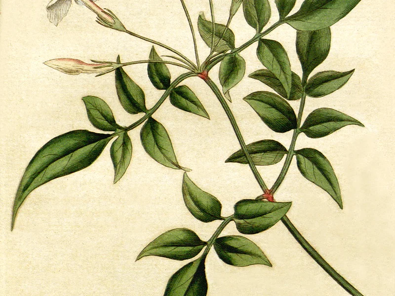 Summer Jasmine (Jasminum officinale) growing in a UK garden