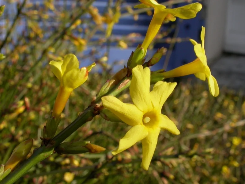 Winter Jasmine (Jasminum nudiflorum) growing in a UK garden
