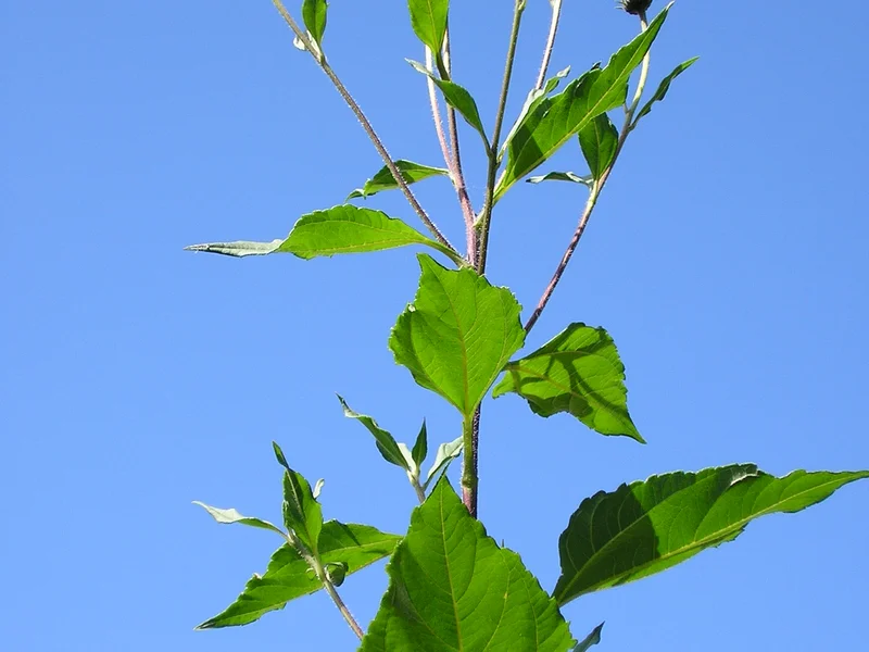 Jerusalem Artichoke (Helianthus tuberosus) growing in a UK garden