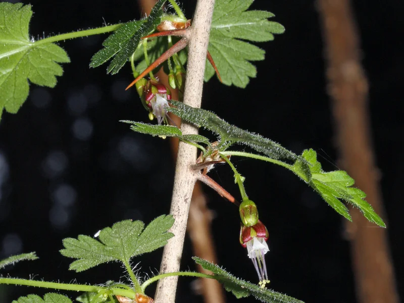 Jostaberry (Ribes x nidigrolaria) growing in a UK garden