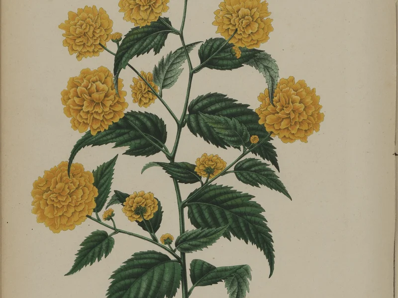 Kerria (Kerria japonica) growing in a UK garden