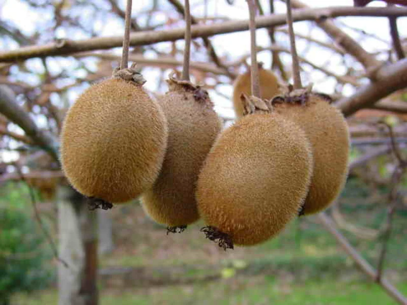Kiwi Fruit (Actinidia deliciosa) growing in a UK garden