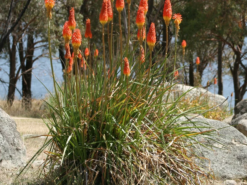 Red Hot Poker (Kniphofia uvaria) growing in a UK garden