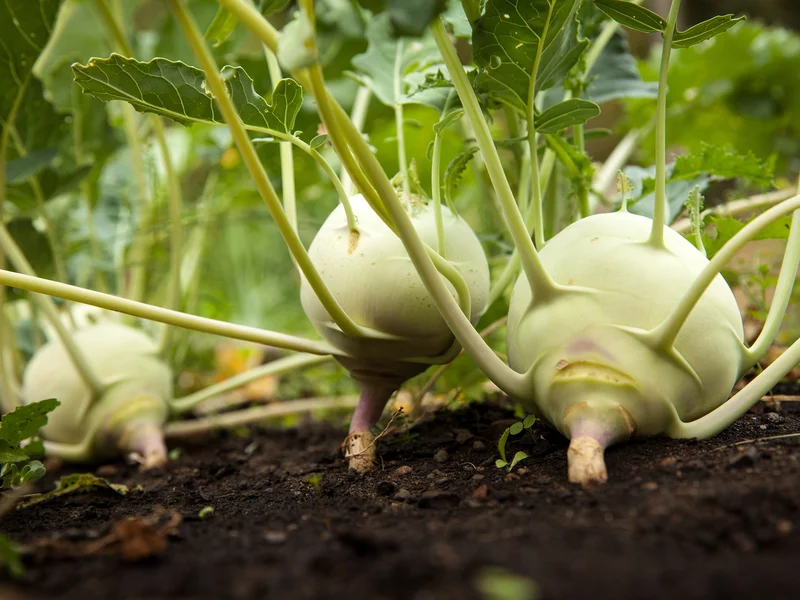 Kohlrabi growing in a UK garden