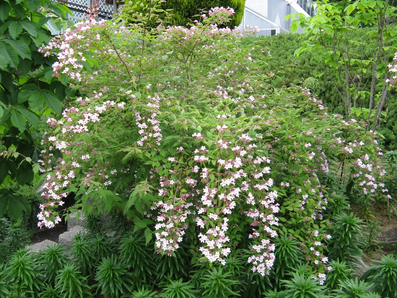 Beauty Bush (Kolkwitzia amabilis) growing in a UK garden