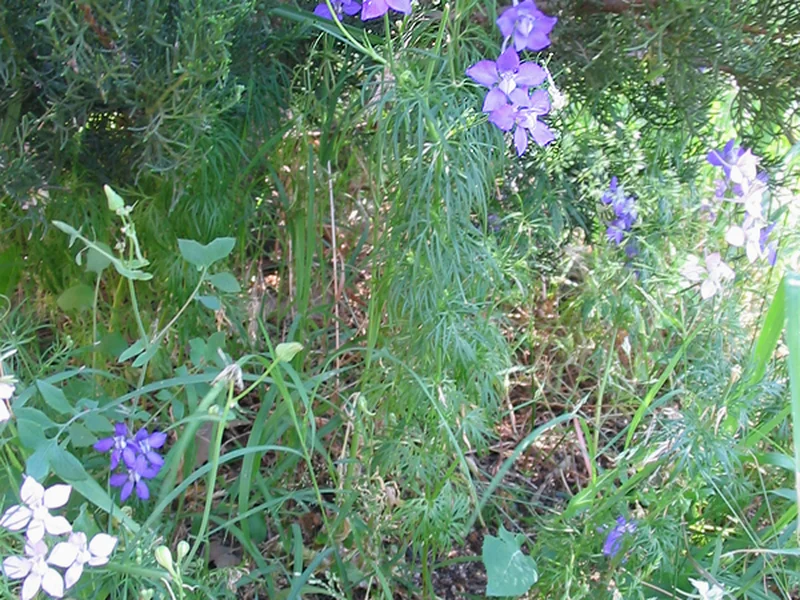 Larkspur (Consolida ajacis) growing in a UK garden