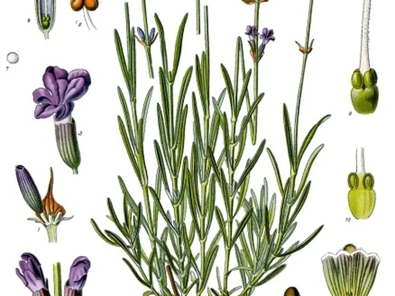 Lavender (Lavandula angustifolia) growing in a UK garden