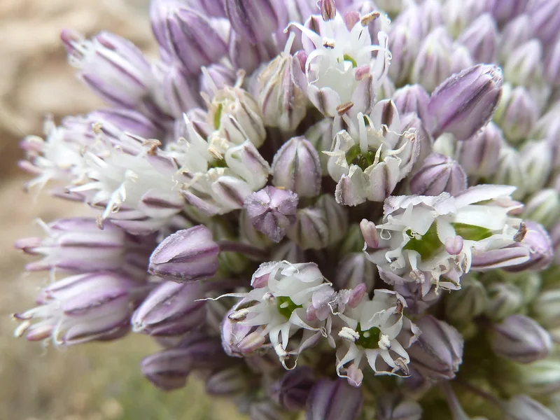 Leek (Allium ampeloprasum) growing in a UK garden