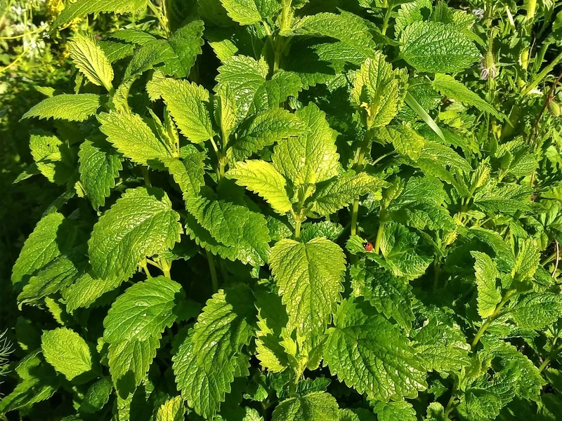 Lemon Balm (Melissa officinalis) growing in a UK garden