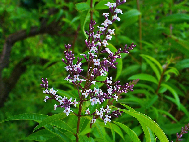 Lemon Verbena (Aloysia citrodora) growing in a UK garden