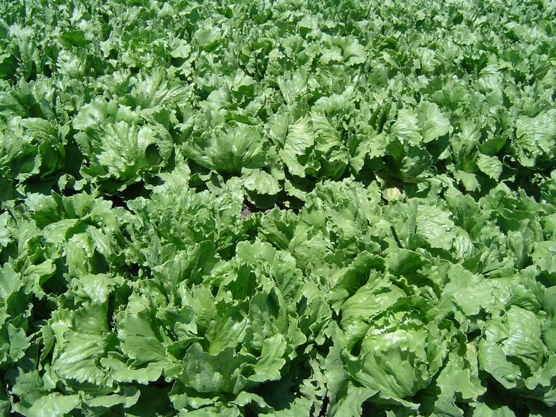 Lettuce (Lactuca sativa) growing in a UK garden
