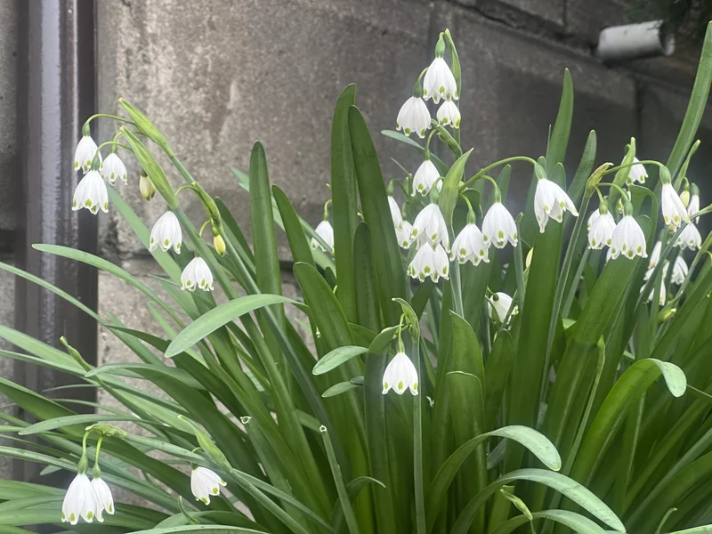 Summer Snowflake (Leucojum aestivum) growing in a UK garden