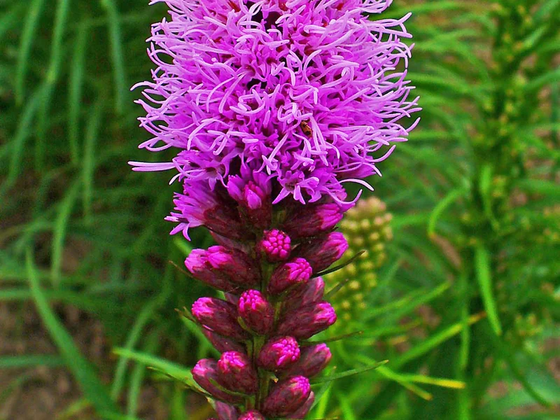 Blazing Star (Liatris spicata) growing in a UK garden
