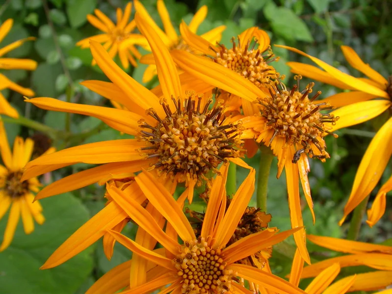Leopard Plant (Ligularia dentata) growing in a UK garden