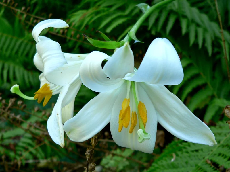 Lily growing in a UK garden