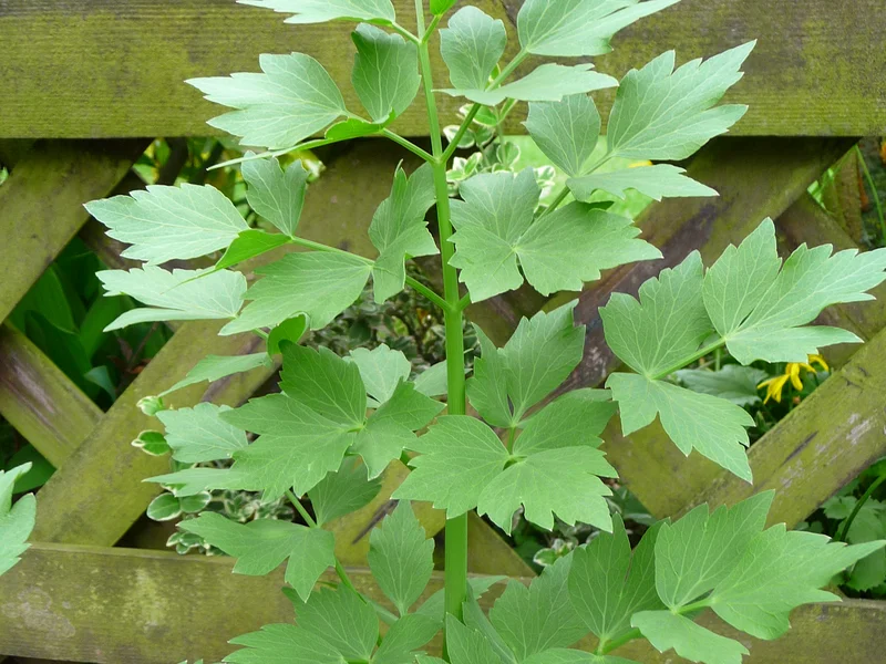 Lovage (Levisticum officinale) growing in a UK garden