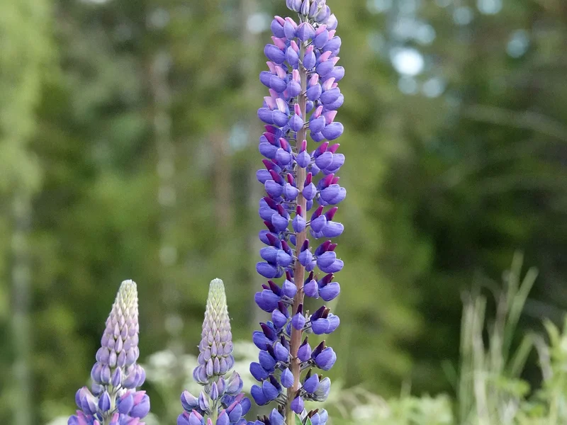 Lupin (Lupinus) growing in a UK garden