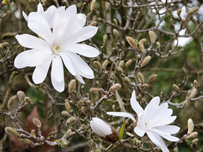 Star Magnolia (Magnolia stellata) growing in a UK garden