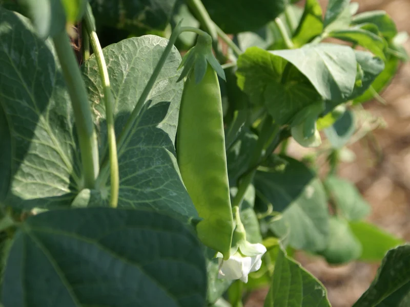 Mangetout growing in a UK garden