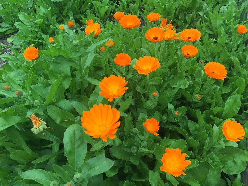 Pot Marigold growing in a UK garden