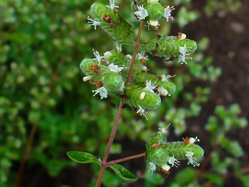 Sweet Marjoram (Origanum majorana) growing in a UK garden