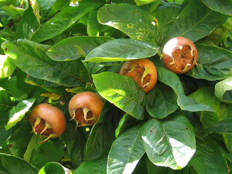 Medlar (Mespilus germanica) growing in a UK garden