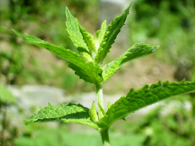 Mint (Mentha spicata) growing in a UK garden