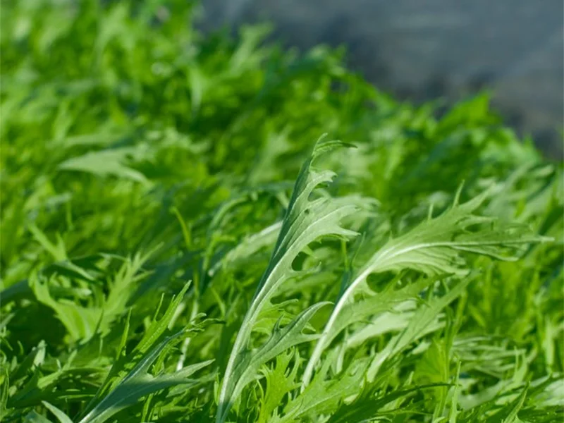 Mizuna (Brassica rapa nipposinica) growing in a UK garden