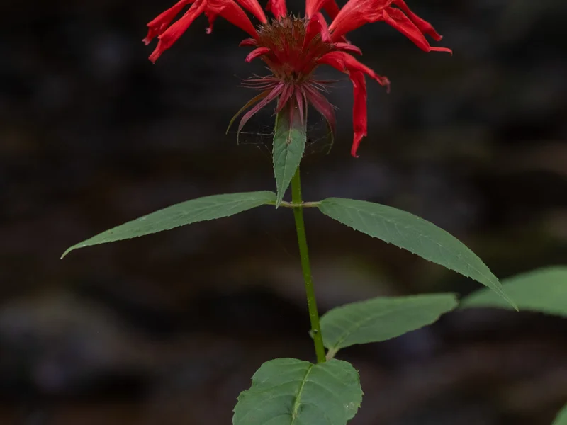 Bee Balm growing in a UK garden