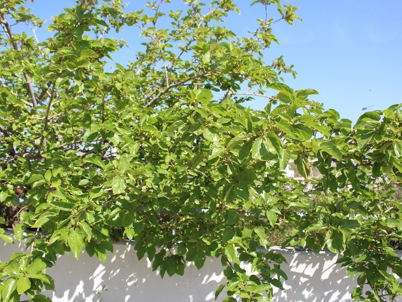 White Mulberry (Morus alba) growing in a UK garden