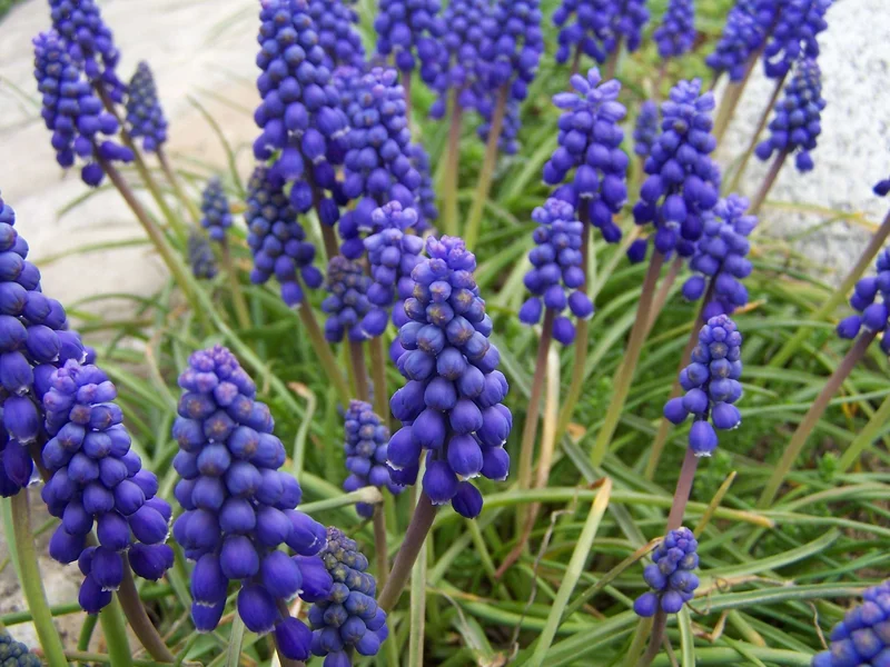 Grape Hyacinth growing in a UK garden