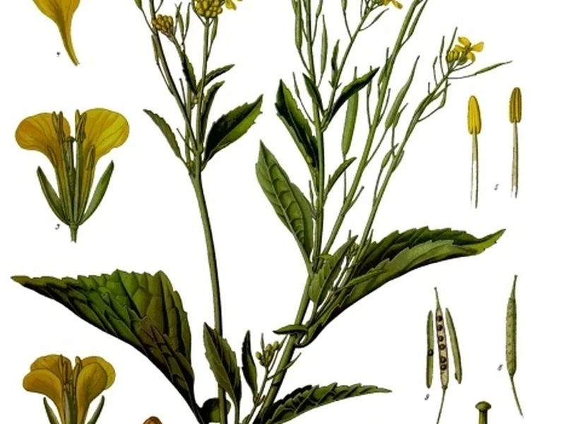 Mustard Greens (Brassica juncea) growing in a UK garden
