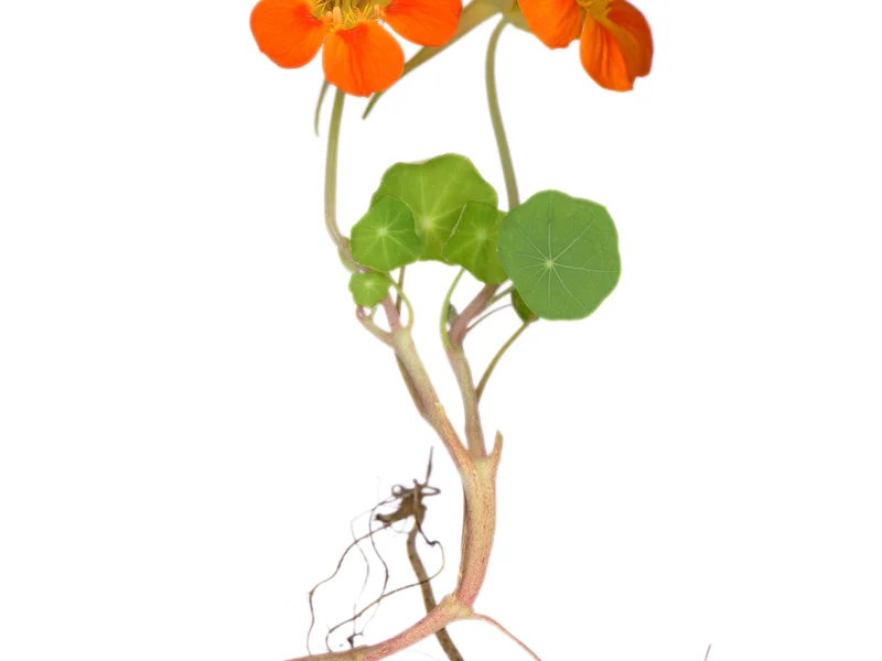 Climbing Nasturtium (Tropaeolum majus (climbing)) growing in a UK garden