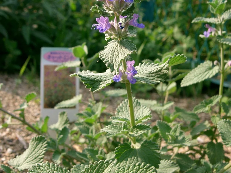 Catmint growing in a UK garden