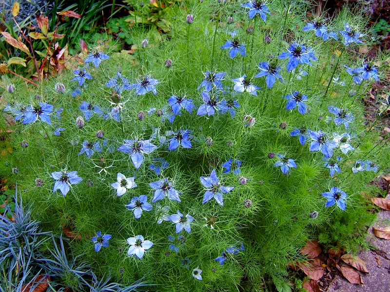 Nigella (Nigella damascena) growing in a UK garden