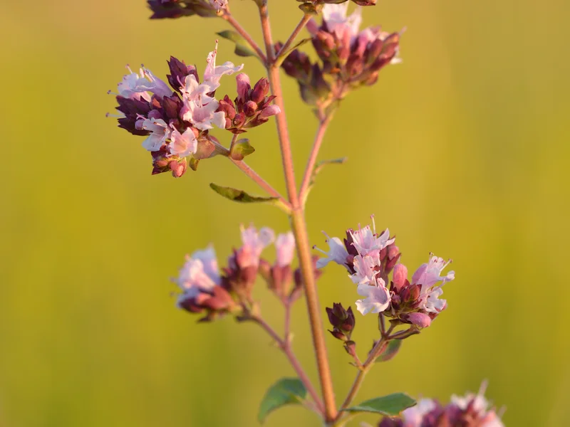 Oregano (Origanum vulgare) growing in a UK garden