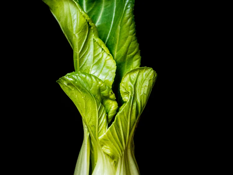 Pak Choi (Brassica rapa chinensis) growing in a UK garden