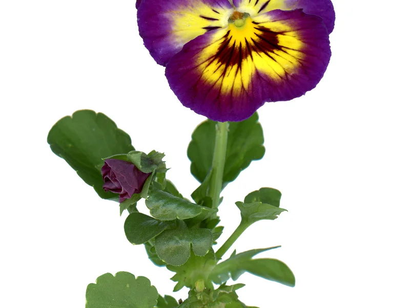 Pansy / Viola (Viola x wittrockiana) growing in a UK garden