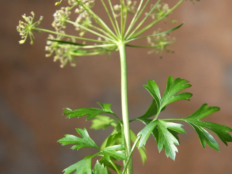 Flat-leaf Parsley (Petroselinum crispum) growing in a UK garden