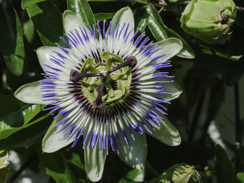 Passionflower (Passiflora caerulea) growing in a UK garden