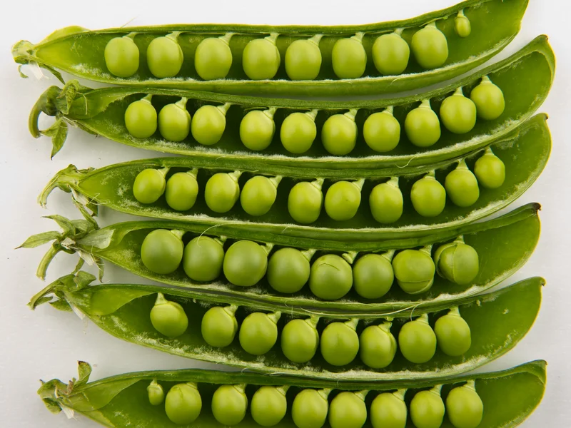 Garden Pea (Pisum sativum) growing in a UK garden