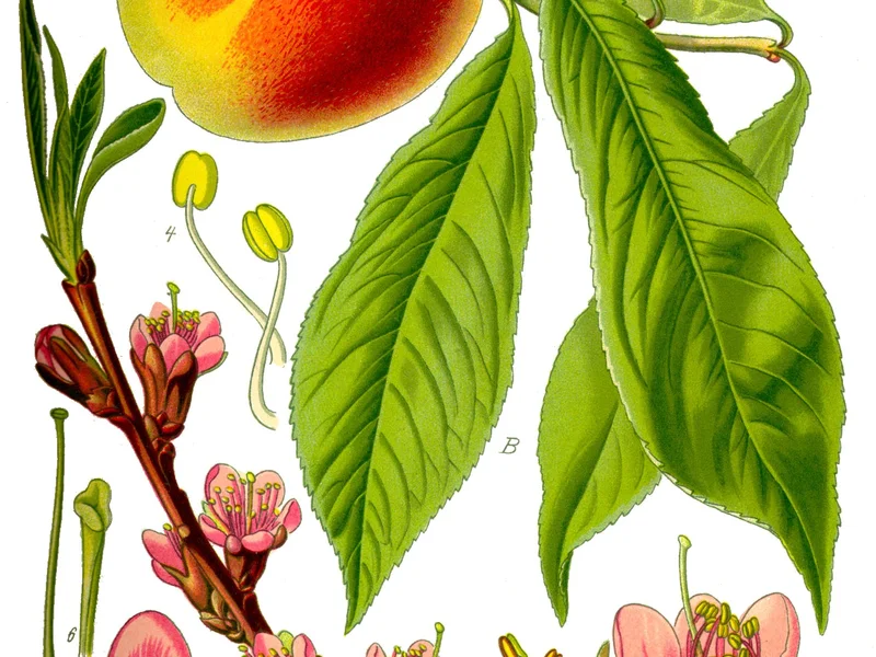 Peach (Prunus persica) growing in a UK garden