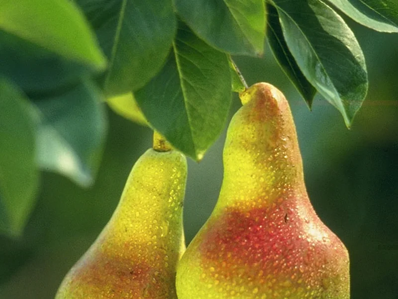 Pear (Pyrus communis) growing in a UK garden
