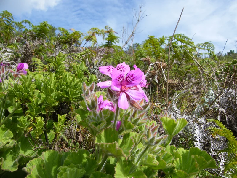 Geranium (Pelargonium) growing in a UK garden