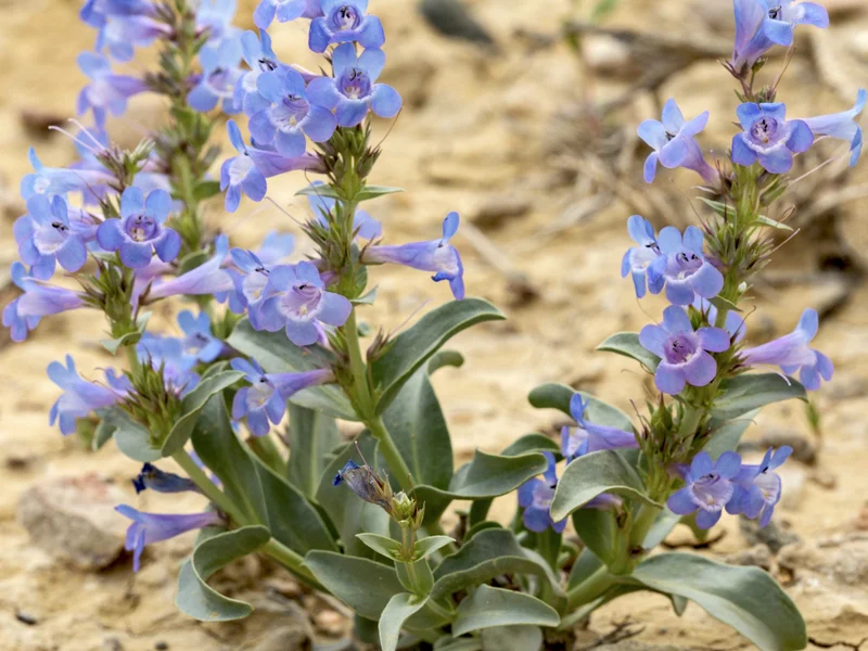 Penstemon (Penstemon) growing in a UK garden
