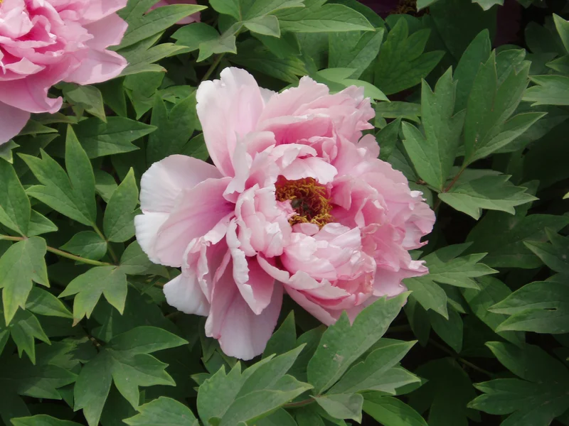 Peony (Paeonia) growing in a UK garden
