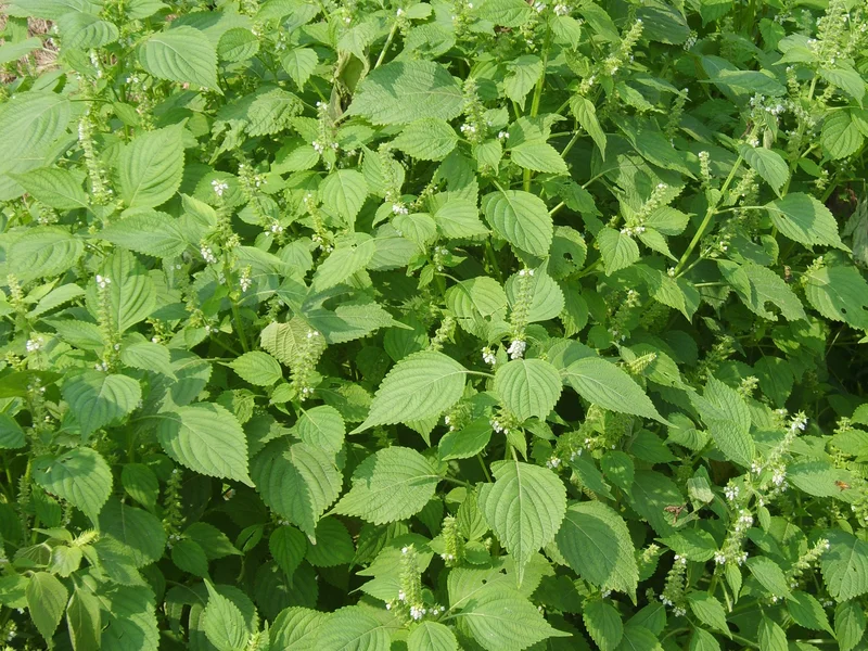 Perilla / Shiso (Perilla frutescens) growing in a UK garden