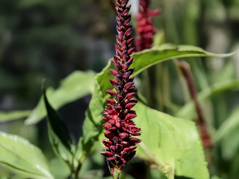 Knotweed (Persicaria amplexicaulis) growing in a UK garden