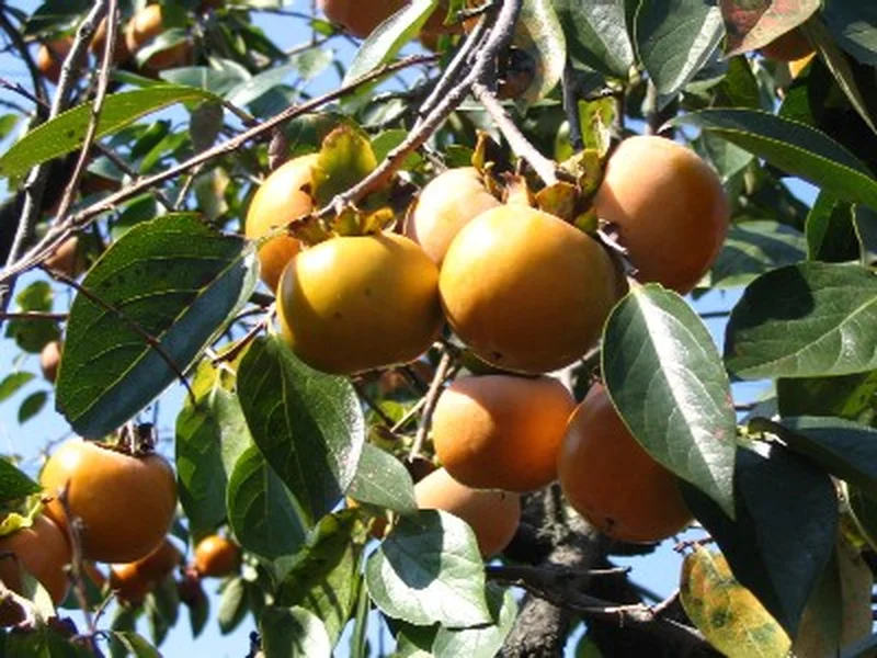 Persimmon (Diospyros kaki) growing in a UK garden